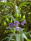 Kangaroo Apple, New Zealand nightshade